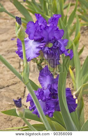 Iris Field In Keizer Oregon.