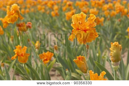 Iris Field In Keizer Oregon.