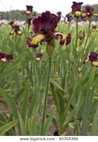 Iris Field In Keizer Oregon.
