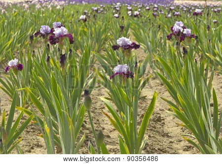 Iris Field In Keizer Oregon.