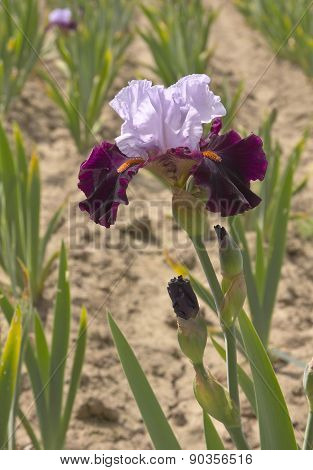 Iris Field In Keizer Oregon.