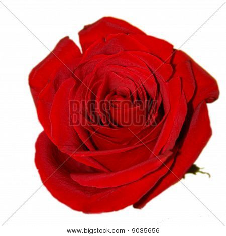 Rosa rossa