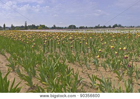 Iris Field In Keizer Oregon.