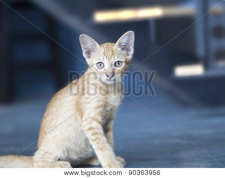 Cute Tabby Kitten