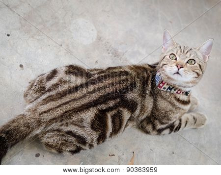 Cute Tabby Kitten
