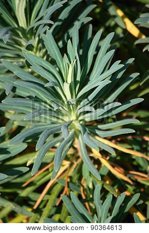 Euphorbia characias (Mediterranean Spurge or Albanian spurge)
