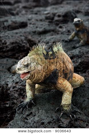 Deniz Iguana erkek.