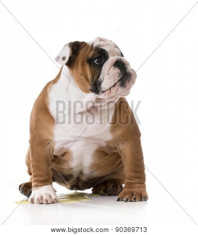 peeing puppy - housetraining a bulldog puppy - 3 months old