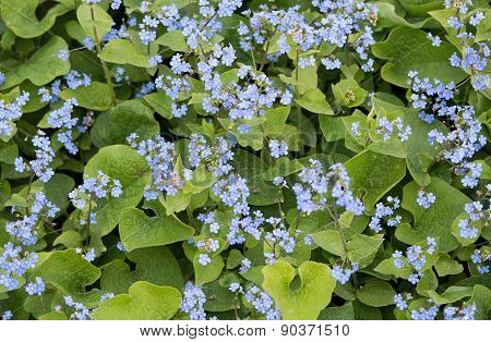 Blue forget-me-nots