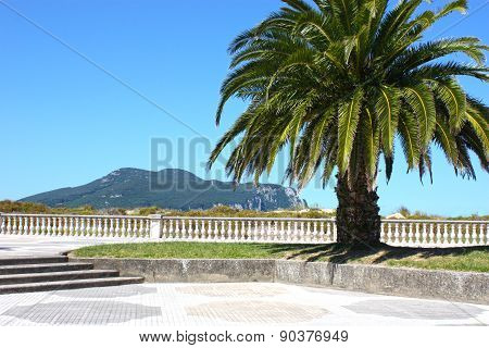 Palm Tree On The Waterfront