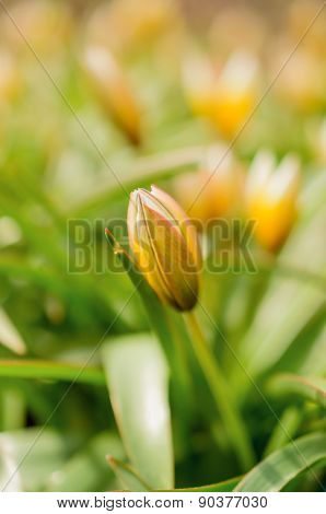 flower bud in early spring yellow and tender