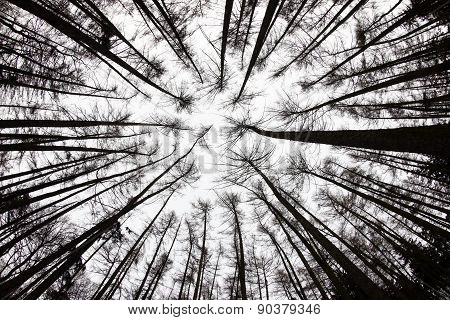 Forest View From Below