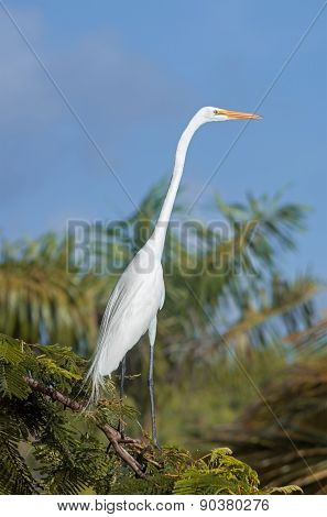 White Egret, Dominican Republic