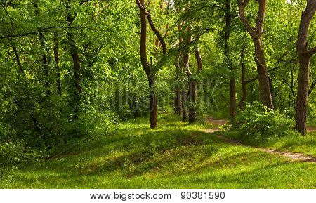 Spring Forest
