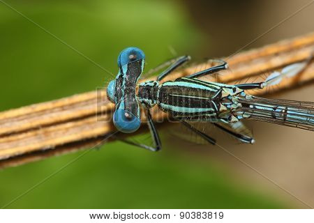 Bright Dragonfly On A Branch