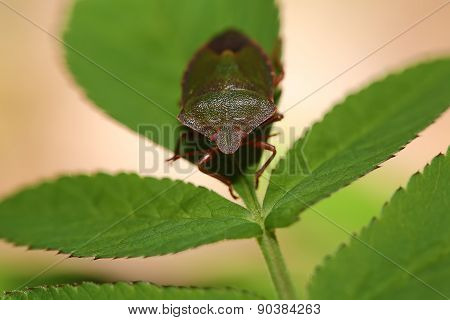 Beetle Bug On Green Leaves