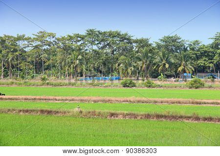 Thailand Rice Fields