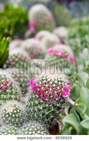 Cactos e plantas suculentas
