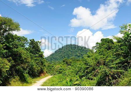 Tropical Jungle On An Island Borneo In Indonesia