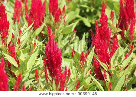 Cockscomb (Celosia cristina)