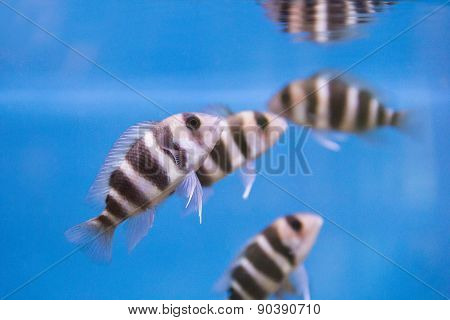 Frontosa
