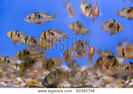 Bolivian Ram Cichlid