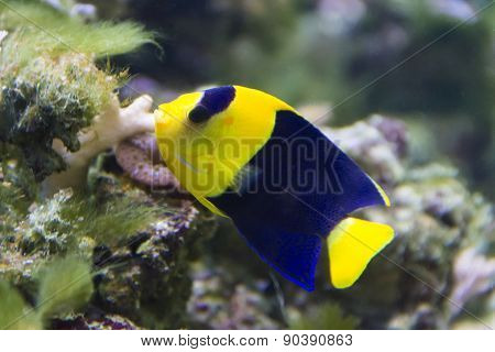 Angel Fish