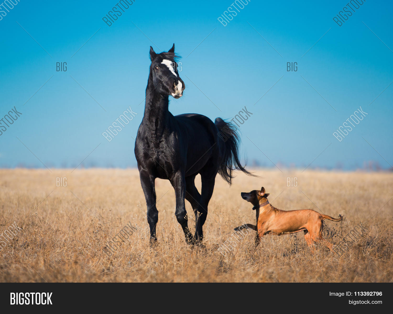 Black Horse Stay Image Photo Free Trial Bigstock