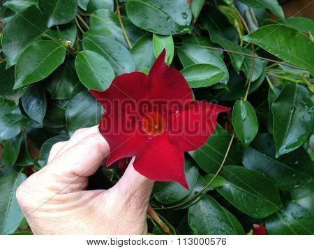 Flower head of a blooming red Mandevilla in closeup