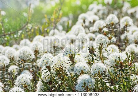 Labrador tea
