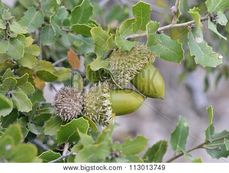 Kermes Oak