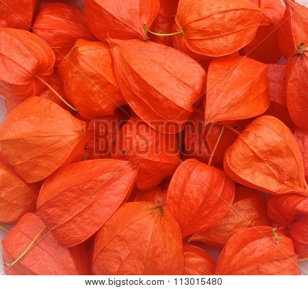 Physalis