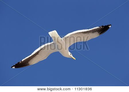 Seagull