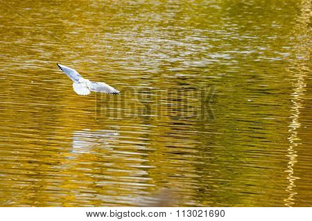 White bird flying over autumn colored lake