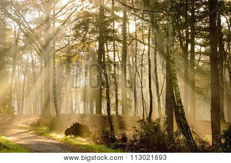 Forest road sunrays