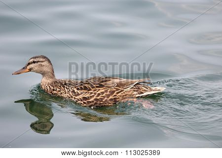 A duck swimming