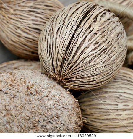 The dried pong pong seed (othalanga, suicide tree)