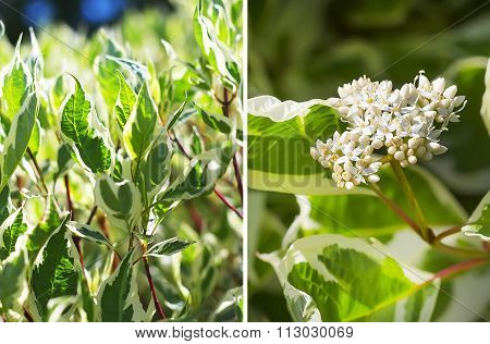 White Dogwood (cornus Alba L.)