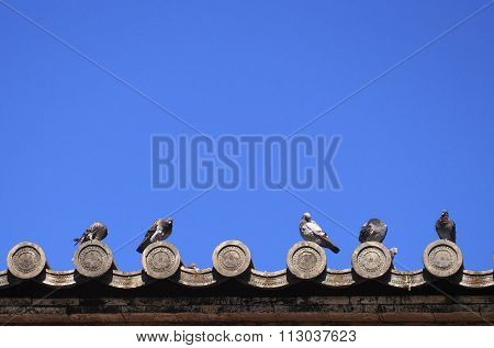 Pigoens On Japanese Temple Roof