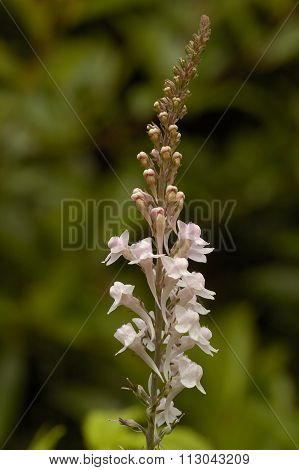 Purple Toadflax