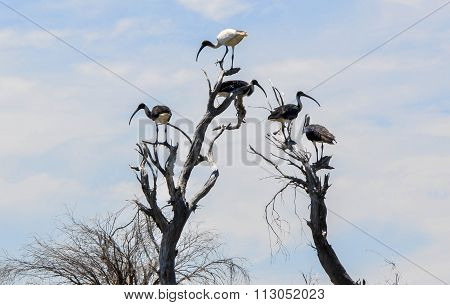 Australian White Ibis: King of the Tree