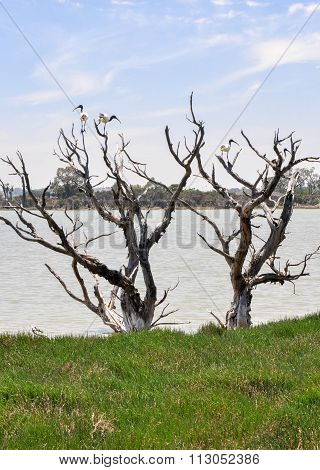 Wetland Trees with Australian White Ibises