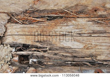 Decayed wood tissue