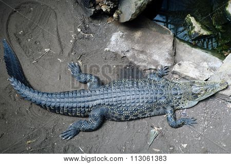 The Sleeping Crocodile