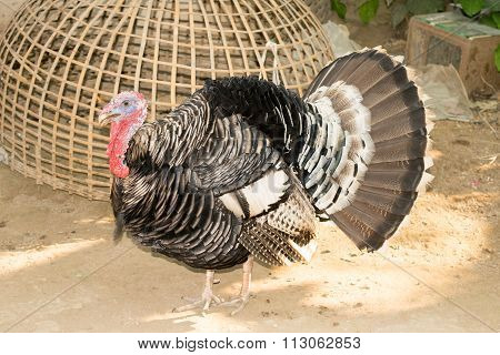The turkey bird - Wild turkey walking outdoors