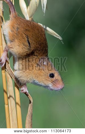 Harvest Mouse (Micromys Minutus)