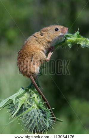 Harvest Mouse (Micromys Minutus)