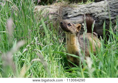 European Pine Marten (Martes Martes)