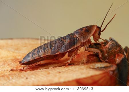 Death's Head Cockroach Pest
