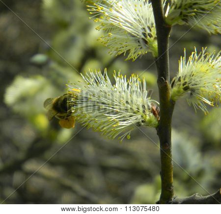 Flowers of willow and bee